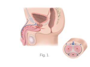 ereksiyon nasıl oluşur